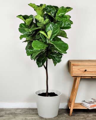 Ficus Lyrata