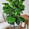 Ficus Lyrata
