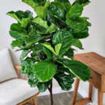 Ficus Lyrata