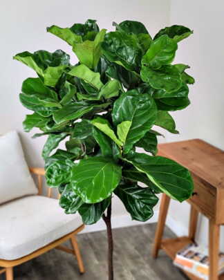 Ficus Lyrata