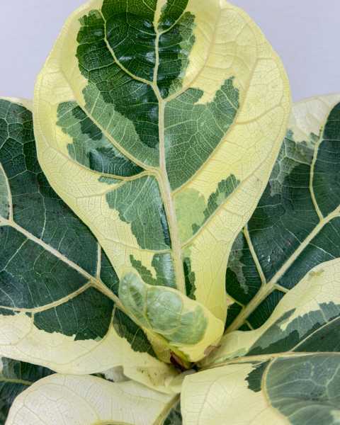 Foliage Foliage