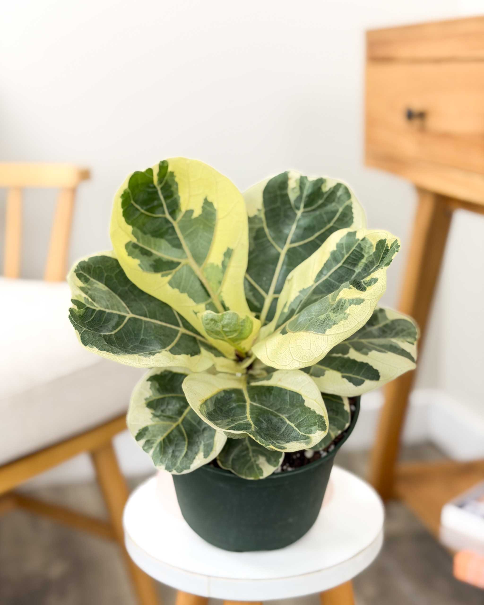 Ficus Lyrata Variegated