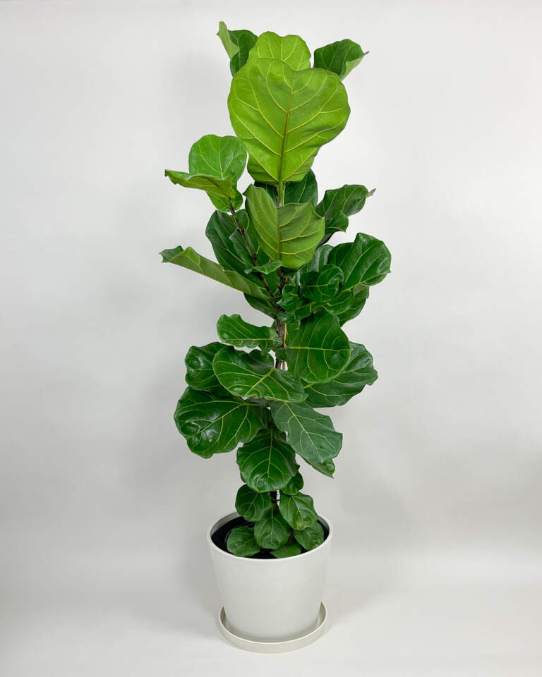 Extra Large Indoor Trees PlantVine