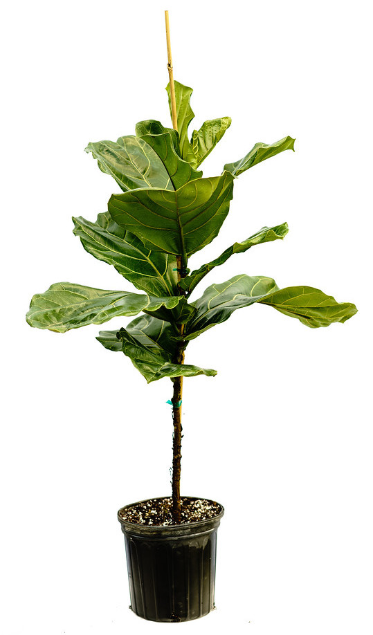 Ficus Lyrata Fiddle Leaf Fig Plantvine Xl Tree