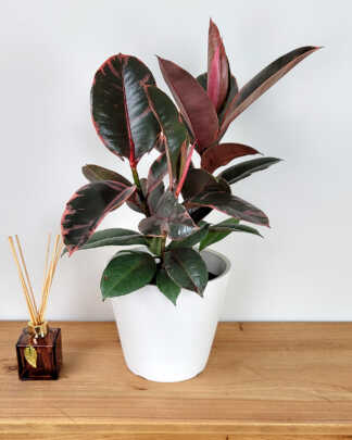 Ficus Ruby