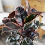 Ficus Ruby