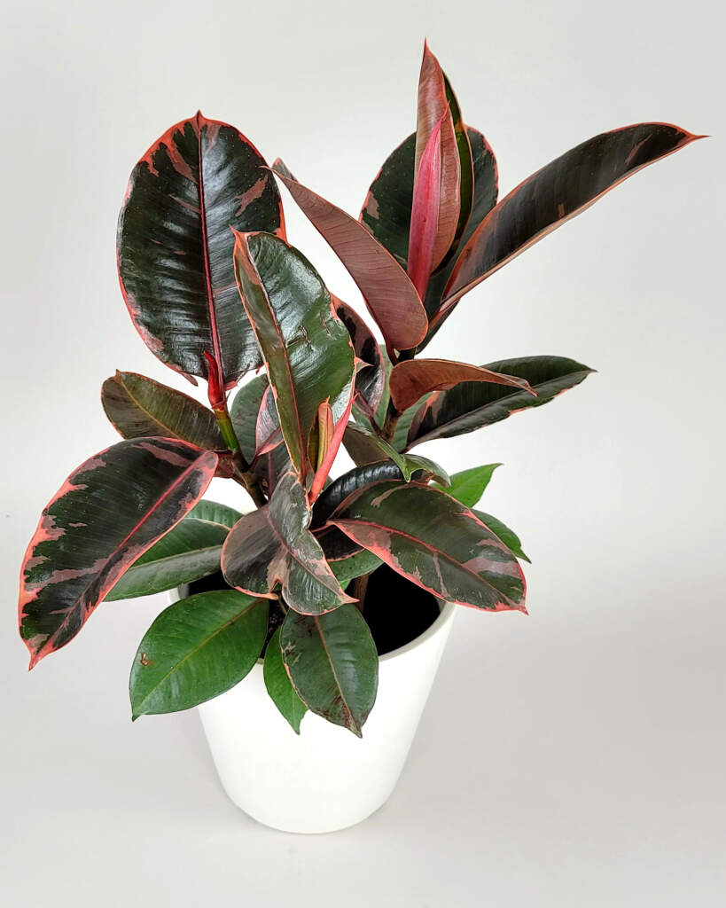 Ficus elastica 'Ruby'