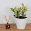 Ficus Shivereana
