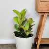 Ficus Shivereana