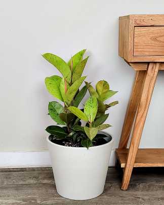Ficus Shivereana