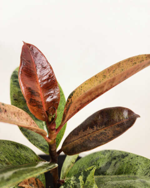 Foliage
