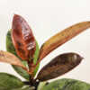 Ficus Shivereana