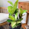 Ficus Shivereana