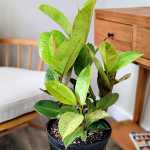 Ficus Shivereana
