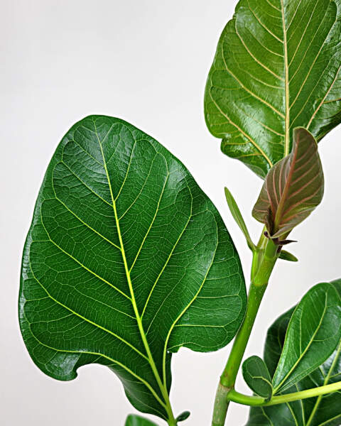 Foliage Foliage