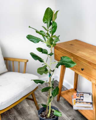 Ficus Sri Lanka