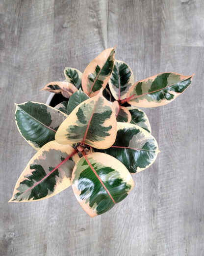 Ficus Tineke