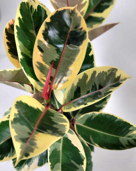 Foliage 2 Foliage 2