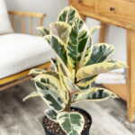 Ficus Tineke
