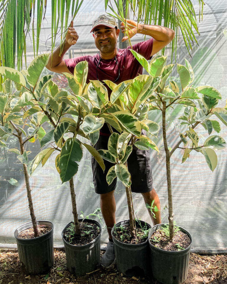 Ficus elastica ‘Tineke’, Indian Rubber Plant PlantVine