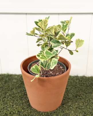 Variegated Ficus triangularis - Medium, Tree