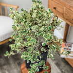 Ficus Triangularis Variegated