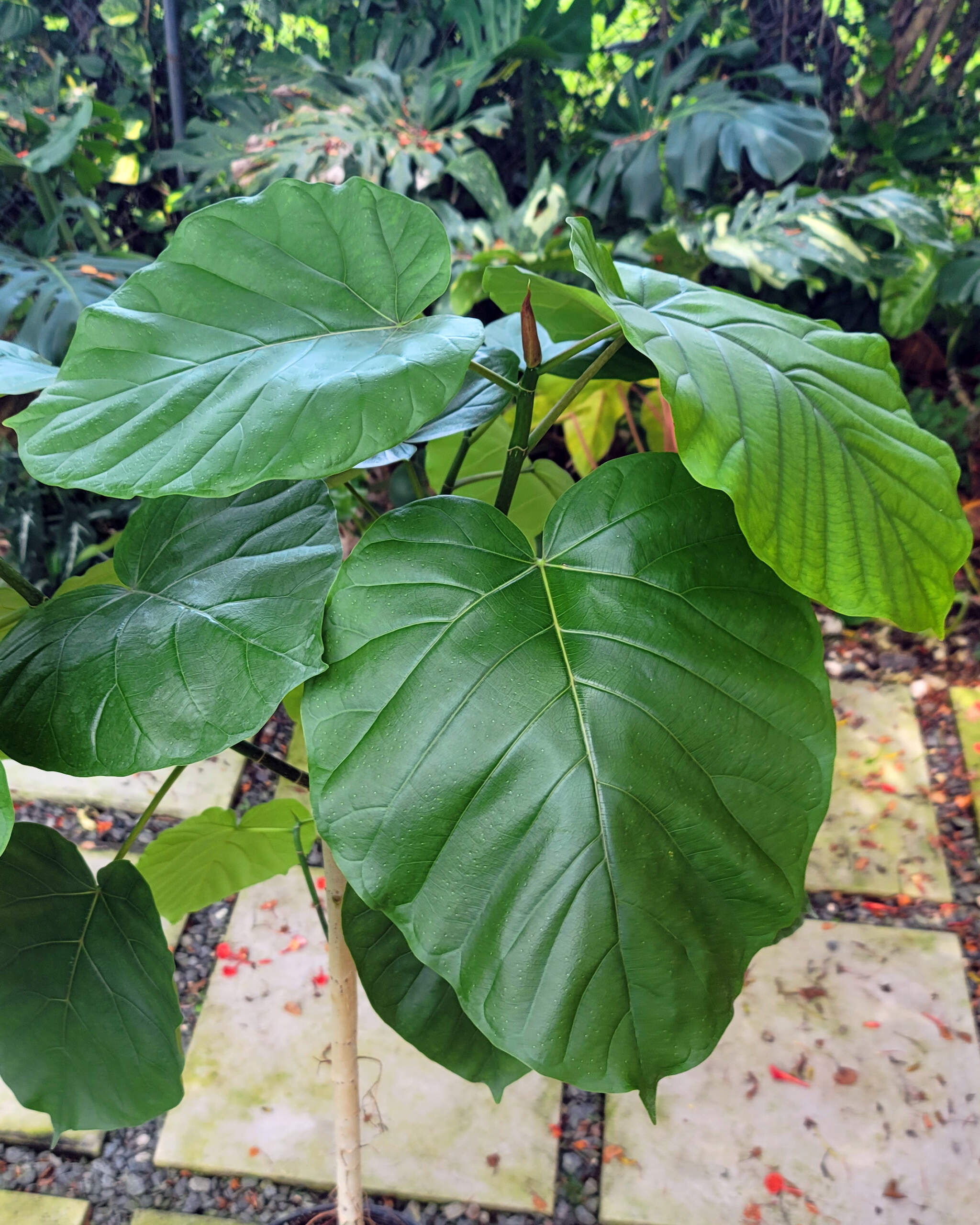 Subulate Ficus Ficus Umbellata | PlantVine