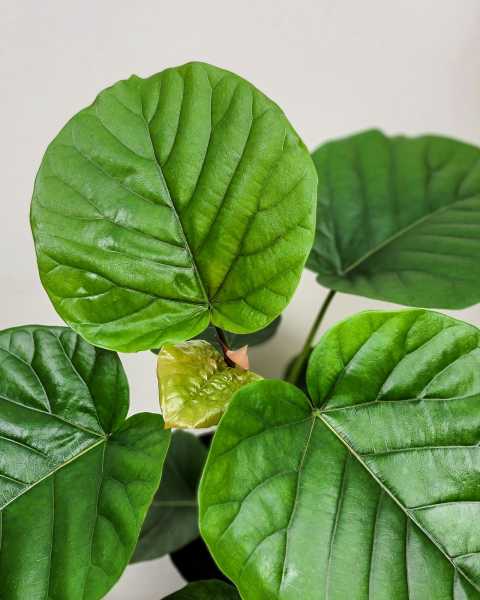 Foliage Foliage
