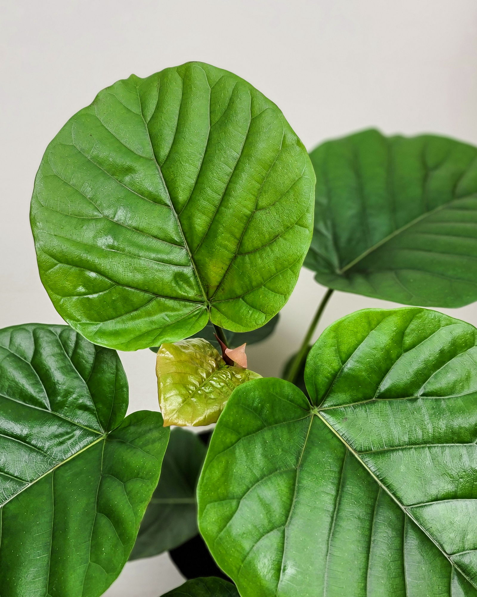 Subulate Ficus Ficus Umbellata | PlantVine