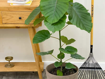 ficus umbelleta