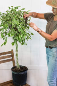 Variegated Weeping Fig