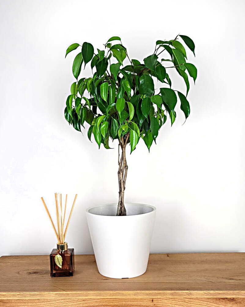 Medium Bonsai Tree Repot Kit (8 inch pot)