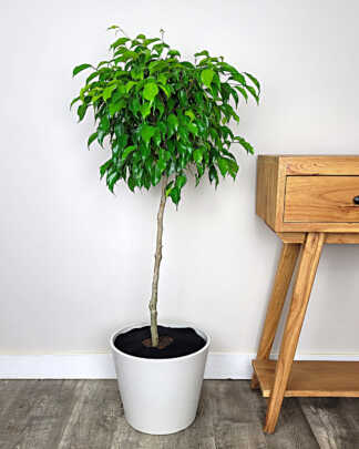 Ficus Wintergreen