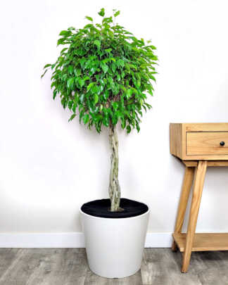 Ficus Wintergreen
