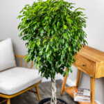 Ficus Wintergreen