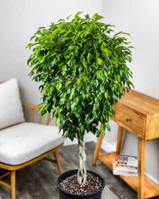 Ficus Wintergreen