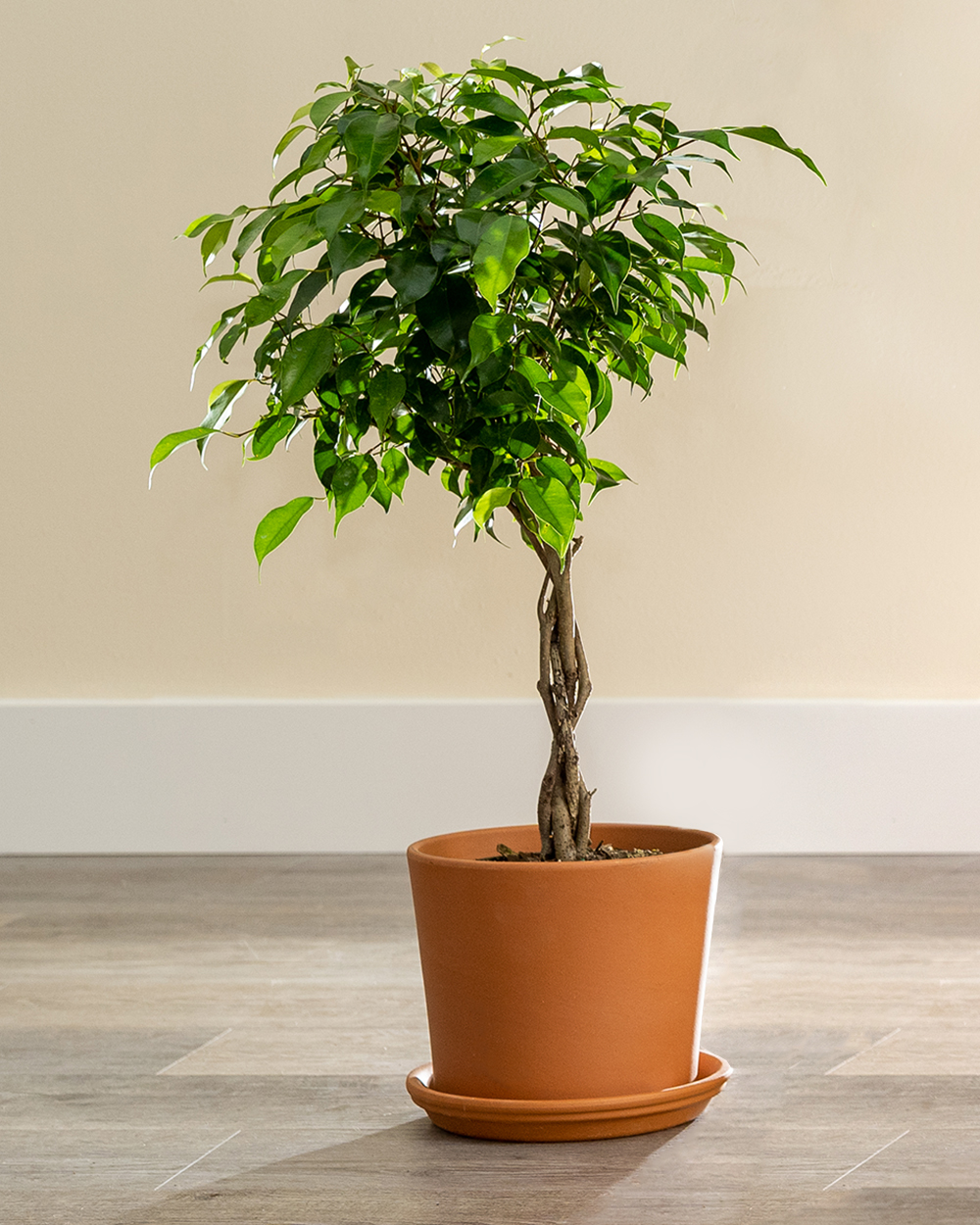 Buy Ficus benjamina �Wintergreen�, Weeping Fig Free