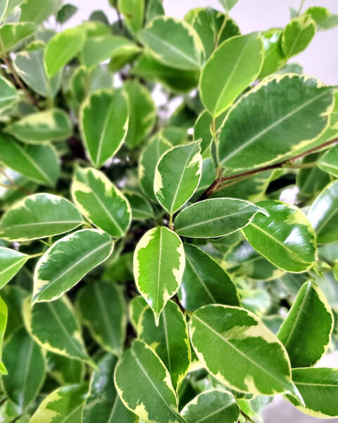 Foliage Foliage
