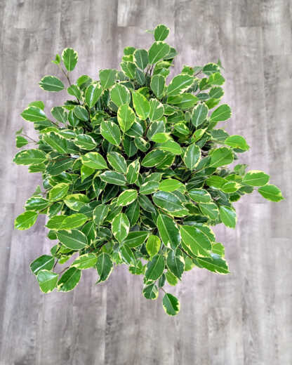 Ficus Wintergreen Variegated