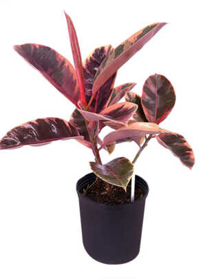 ficus elastica ruby large