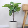 Ficus lyrata