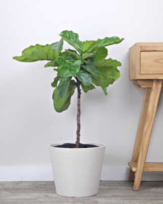 Ficus lyrata