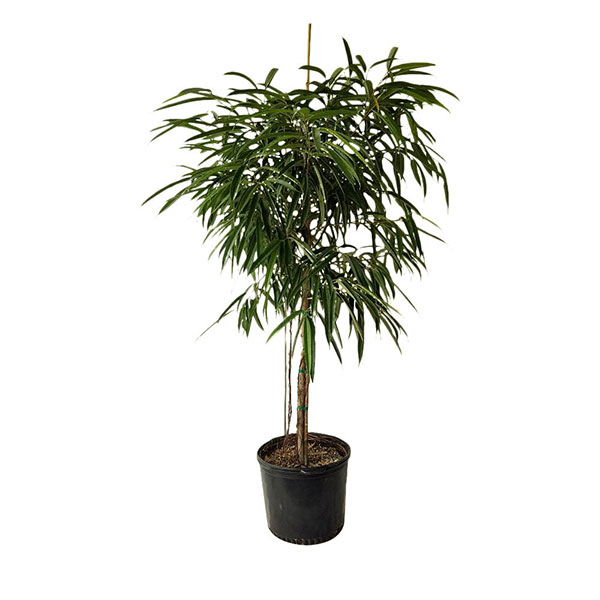 Buy Ficus 'Alii' Plant Online | Free Delivery Over $100