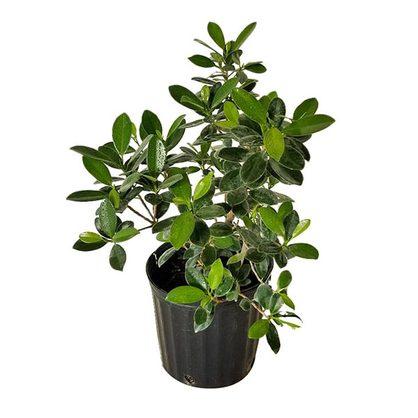 Buy Ficus microcarpa 