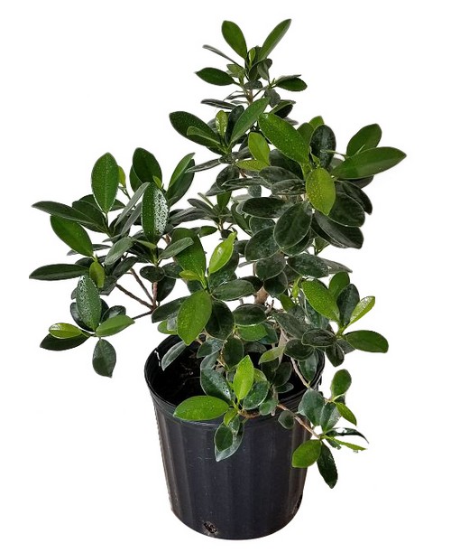 Ficus microcarpa 'Green Island', Ficus 'Green Island' PlantVine