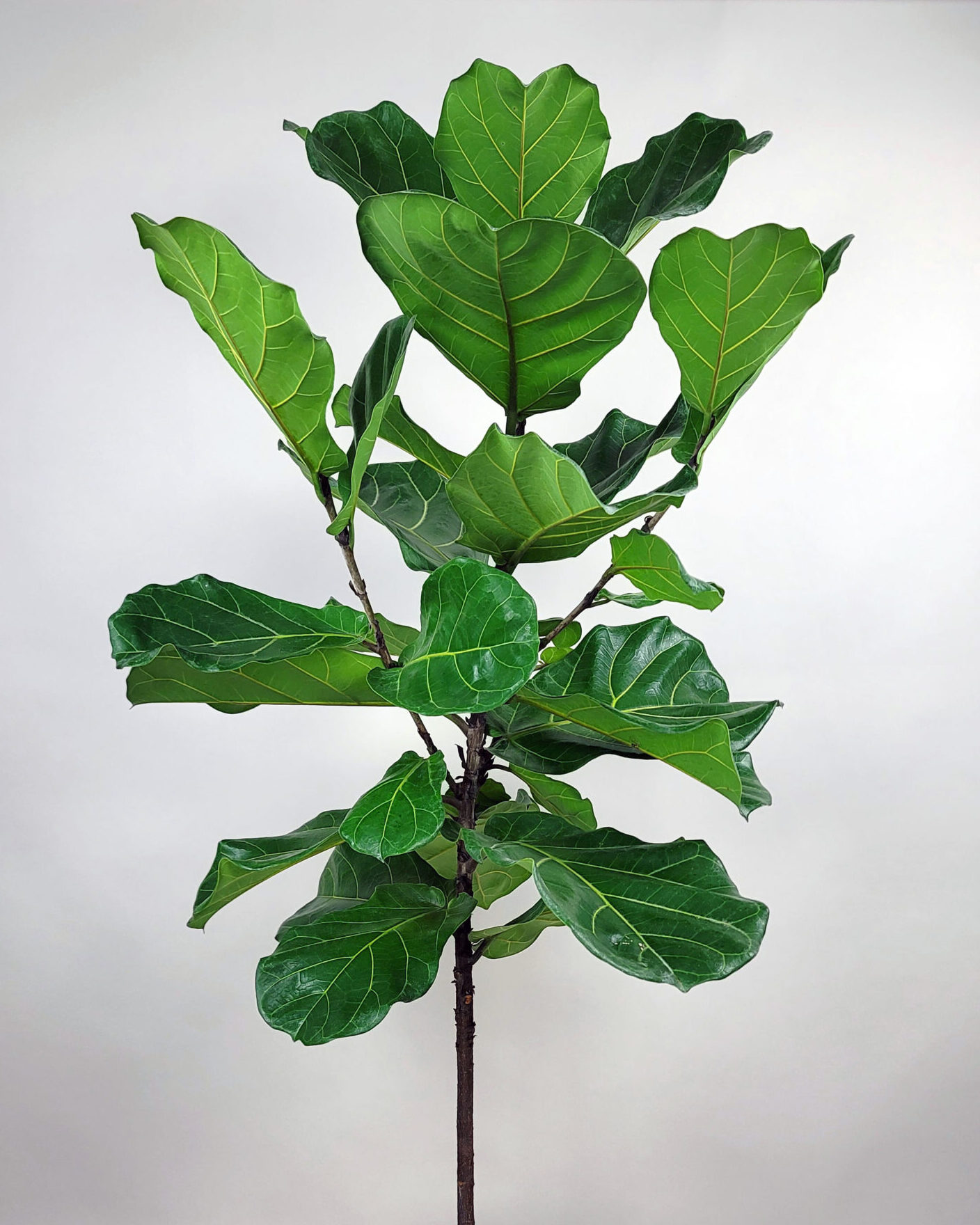 semafor Onset oplukker Buy Fiddle Leaf Fig, Ficus Lyrata Plant For Indoors/Outdoors