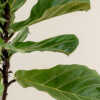 fiddle leaf fig leaf