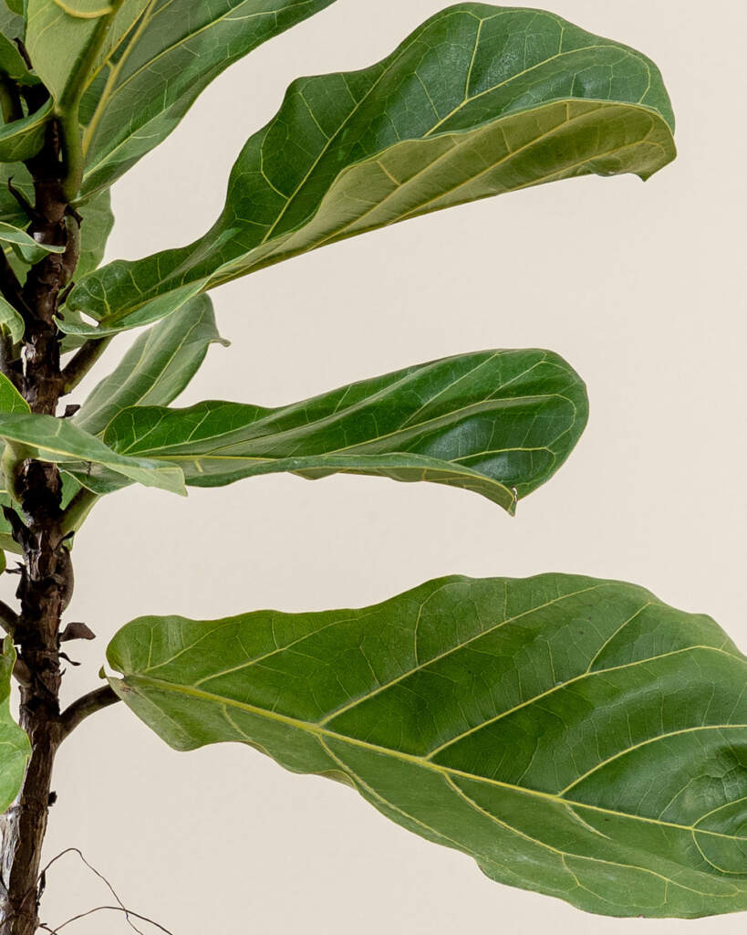 Fiddle Leaf Fig, Ficus lyrata PlantVine