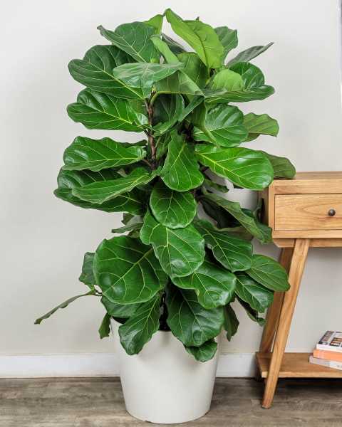 Extra Large, Bush Extra Large, Bush