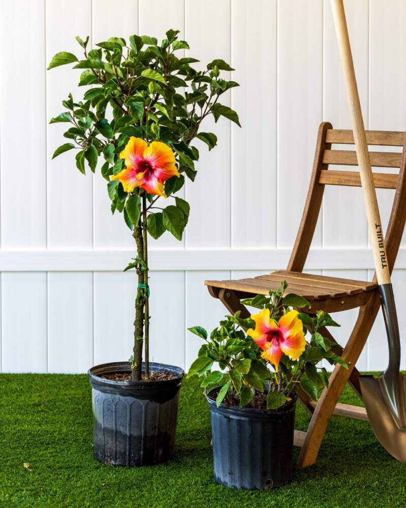 How to Grow and Care for Hibiscus Trees